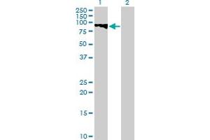 Western Blot analysis of GTSE1 expression in transfected 293T cell line by GTSE1 MaxPab polyclonal antibody. (GTSE1 antibody  (AA 1-720))