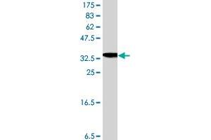 Image no. 1 for anti-UDP-Glucose Ceramide Glucosyltransferase (UGCG) (AA 33-131) antibody (ABIN1327665) (UGCG antibody  (AA 33-131))