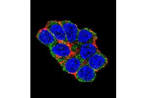 Confocal immunofluorescent analysis of SOX2 Antibody (Center) (ABIN6243286 and ABIN6577389) with 293 cell followed by Alexa Fluor 488-conjugated goat anti-rabbit lgG (green). (SOX2 antibody  (AA 89-119))