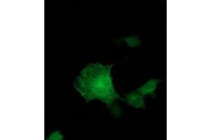 Anti-ADH1B mouse monoclonal antibody (ABIN2454477) immunofluorescent staining of COS7 cells transiently transfected by pCMV6-ENTRY ADH1B (RC205391). (ADH1B antibody)