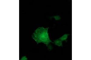 Anti-ADH1B mouse monoclonal antibody (ABIN2454477) immunofluorescent staining of COS7 cells transiently transfected by pCMV6-ENTRY ADH1B (RC205391).