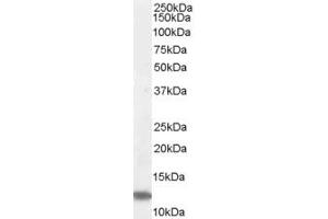 ABIN184825 (0. (RPS27 antibody  (N-Term))