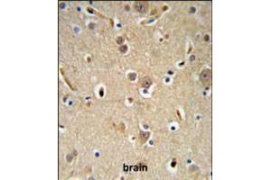 NEDD4 Antibody IHC analysis in formalin fixed and paraffin embedded brain tissue followed by peroxidase conjugation of the secondary antibody and DAB staining. (NEDD4 antibody  (C-Term))