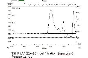 Image no. 3 for Thyroid Stimulating Hormone Receptor (TSHR) (AA 22-413) protein (His tag) (ABIN3134134)