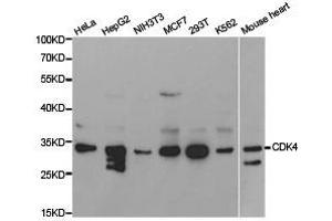 Western Blotting (WB) image for anti-Cyclin-Dependent Kinase 4 (CDK4) antibody (ABIN1871724) (CDK4 antibody)