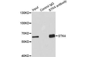 Immunoprecipitation analysis of 100 μg extracts of HepG2 cells using 3 μg STK4 antibody (ABIN5995508). (STK4 antibody)