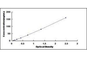 Slow Skeletal Troponin I (TNNI1) ELISA Kit