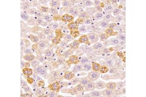 Immunohistochemistry of paraffin embedded mouse liver using Kiaa1324 (ABIN7073822) at dilution of 1:2500 (400x lens) (ELAPOR1 antibody)