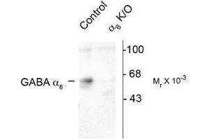 Image no. 1 for anti-gamma-aminobutyric Acid (GABA) A Receptor, alpha 6 (GABRA6) (Cytoplasmic Loop) antibody (ABIN372635) (GABRA6 antibody  (Cytoplasmic Loop))
