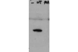 Western Blot of Rabbit Anti-Hice1 pS70 antibody. (HICE1 PS70 (Internal Region) antibody)