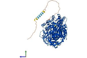 AlphaFold protein structure predicition of Human Recombinant ENPEP Protein, UniprotID Q07075 (ENPEP Protein (AA 1-957) (His tag))