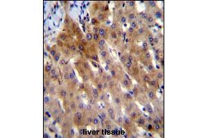 IL-27 Antibody (Center) (ABIN388443 and ABIN2848726) immunohistochemistry analysis in formalin fixed and paraffin embedded human liver tissue followed by peroxidase conjugation of the secondary antibody and DAB staining. (IL-27 antibody  (AA 57-87))