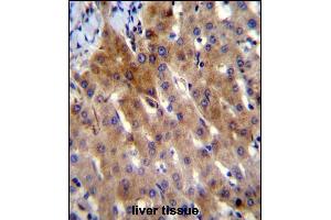 IL-27 Antibody (Center) (ABIN388443 and ABIN2848726) immunohistochemistry analysis in formalin fixed and paraffin embedded human liver tissue followed by peroxidase conjugation of the secondary antibody and DAB staining. (IL-27 antibody  (AA 57-87))