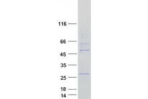 Validation with Western Blot (ORC4 Protein (Transcript Variant 2) (Myc-DYKDDDDK Tag))
