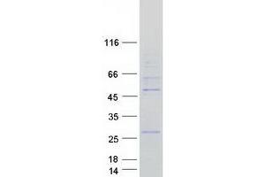 Validation with Western Blot (ORC4 Protein (Transcript Variant 2) (Myc-DYKDDDDK Tag))