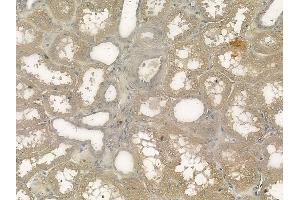 ABIN6263353 and ABIN6272349 at 1/100 staining human normal kidney tissue by IHC-P. (Mrgprf antibody  (C-Term))