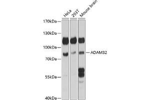Western blot analysis of extracts of various cell lines, using  antibody (ABIN7265437) at 1:1000 dilution. (ADAM32 antibody  (AA 703-787))