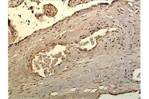 Immunohistochemistry (IHC) image for anti-Heartless (HTL) antibody (ABIN1983182) (Heartless antibody)