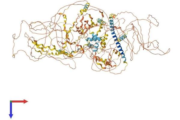 COL17A1 Protein (AA 1-1497) (His tag)