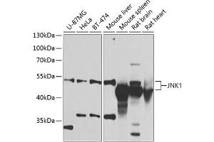 Western blot analysis of extracts of various cell lines, using JNK1 antibody (ABIN6130863, ABIN6143534, ABIN6143535 and ABIN6219548) at 1:1000 dilution.