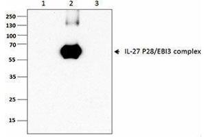 Flow Cytometry (FACS) image for anti-IL-27/IL-35 EBI3 Subunit (Dimer), (Heterodimer), (Monomer) antibody (ABIN2665152) (IL-27/IL-35 EBI3 Subunit (Dimer), (Heterodimer), (Monomer) antibody)