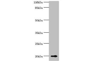 Western blot All lanes: RBP5 antibody at 8 μg/mL + Mouse liver tissue Secondary Goat polyclonal to rabbit IgG at 1/10000 dilution Predicted band size: 16 kDa Observed band size: 20 kDa (Retinol Binding Protein 5 antibody  (AA 1-135))