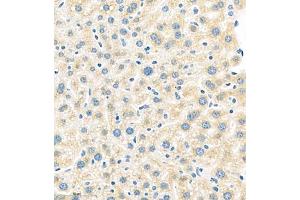 Immunohistochemistry of paraffin embedded mouse liver using MUC20 (ABIN7074692) at dilution of 1:1000 (400x lens)