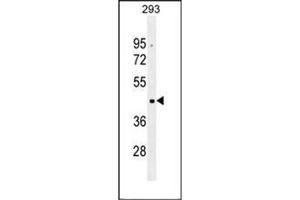 Western blot analysis of OR10G2 Antibody (N-term) in 293 cell line lysates (35ug/lane).