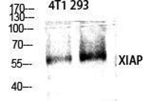 Western Blot (WB) analysis of specific cells using XIAP Polyclonal Antibody. (XIAP antibody  (Ser144))
