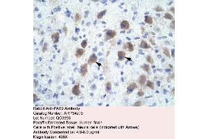 Rabbit Anti-PAX9 Antibody  Paraffin Embedded Tissue: Human Brain Cellular Data: Neural Cells Antibody Concentration: 4. (PAX9 antibody  (N-Term))