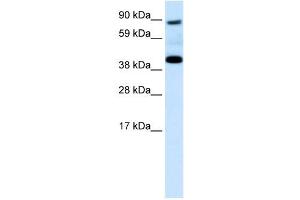SERPINF1 antibody (70R-10572) used at 0. (PEDF antibody  (N-Term))