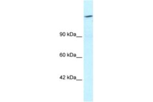 Western Blotting (WB) image for anti-AT Rich Interactive Domain 4A (RBP1-Like) (ARID4A) antibody (ABIN2460649) (ARID4A antibody)