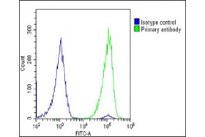 Overlay histogram showing U-2 OS cells stained with (ABIN6242373 and ABIN6578888)(green line).