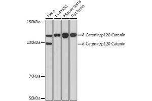 Western blot analysis of extracts of various cell lines, using δ-Catenin/p120 Catenin Rabbit mAb (ABIN7266144) at 1:1000 dilution. (CTNND1 antibody)