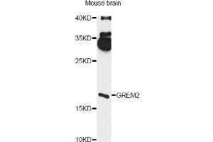 Western blot analysis of extracts of mouse brain, using GREM2 antibody (ABIN6293117) at 1:3000 dilution. (GREM2 antibody)