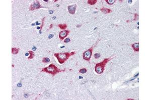 Anti-KIF5A antibody IHC of human brain, cortex. (KIF5A antibody  (Internal Region))