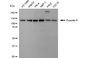 Western blotting analysis using Exportin 5 antibody (ABIN7798551).