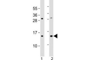 Western blot testing of 1) human HL-60 and 2) mouse Neuro-2a cell lysate with EIF1 antibody at 1:2000. (Eukaryotic Translation Initiation Factor 1A (EIF1A) (AA 11-41) antibody)