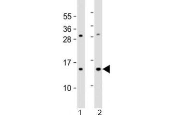 Eukaryotic Translation Initiation Factor 1A (EIF1A) (AA 11-41) antibody