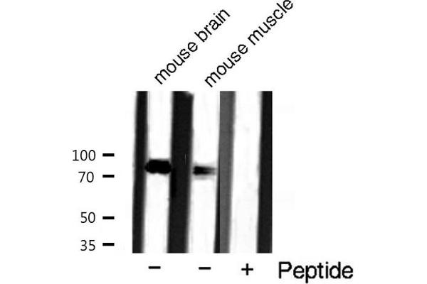 JUP antibody  (C-Term)