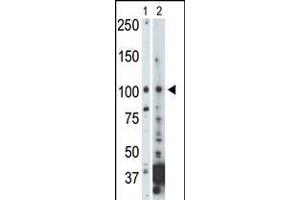 Antibody is used in Western blot to detect NEK9 in 293 cell lysate (Lane 1) and mouse heart tissue lysate (Lane 2).