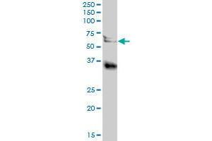 LGMN MaxPab polyclonal antibody. (LGMN antibody  (AA 1-433))