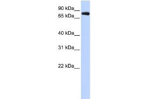 KCNC3 Antikörper  (Middle Region)