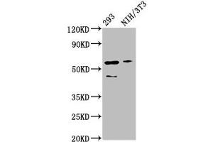 Western Blot Positive WB detected in: 293 whole cell lysate, NIH/3T3 whole cell lysate All lanes: RELA antibody at 3 μg/mL Secondary Goat polyclonal to rabbit IgG at 1/50000 dilution Predicted band size: 61, 59, 60 kDa Observed band size: 61 kDa (NF-kB p65 antibody  (AA 1-210))