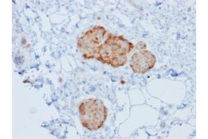 Formalin-fixed, paraffin-embedded human Pancreas stained with Chromogranin A Mouse Recombinant Monoclonal Antibody (rCHGA/777). (Recombinant Chromogranin A antibody)
