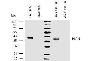 Western blotting analysis of human HLA-G using mouse monoclonal antibody MEM-G/1 on lysates of JEG-3 cell line and LNCaP cell line (negative control) under reducing and non-reducing conditions.