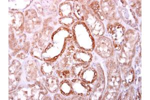 IHC-P Image SOCS4 antibody [C3], C-term detects SOCS4 protein at cytoplasm on human normal kidney by immunohistochemical analysis. (SOCS4 antibody  (C-Term))