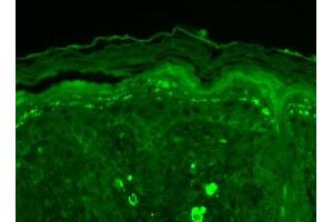 Immunohistochemistry analysis using Mouse Anti-SHANK3 Monoclonal Antibody, Clone S69-46 . (SHANK3 antibody  (AA 840-857) (Atto 488))