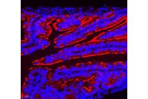 Immunofluorescence of paraffin embedded mouse ovary using NRG2 (ABIN7074804) at dilution of 1: 500 (400x lens) (Neuregulin 2 antibody)