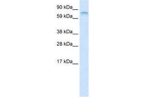 Western Blotting (WB) image for anti-Far Upstream Element (FUSE) Binding Protein 1 (FUBP1) antibody (ABIN2461190) (FUBP1 antibody)